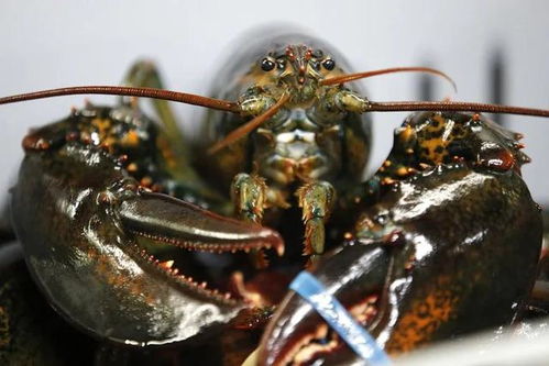 出口幾乎關(guān)閉,美國波龍價格暴跌,未來不確定性增加