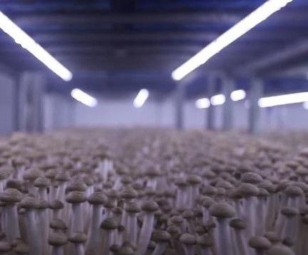 泗陽食用菌 從海鮮仿味到產業“單打冠軍”的崛起之路